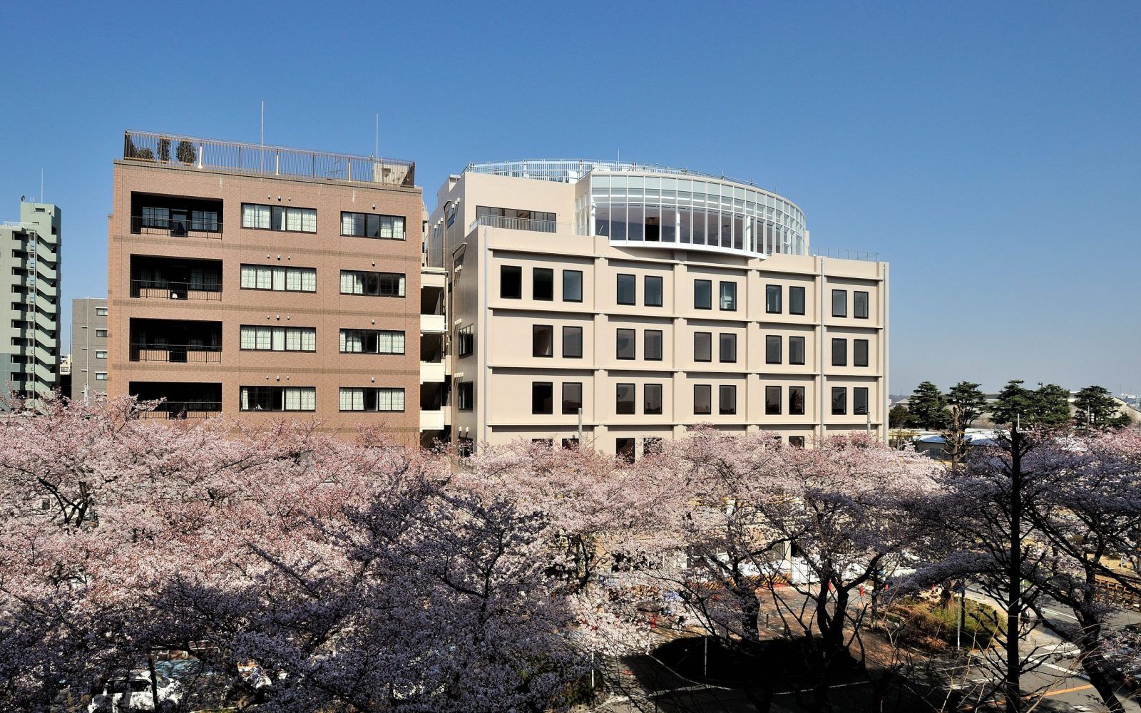 桜に囲まれた建物