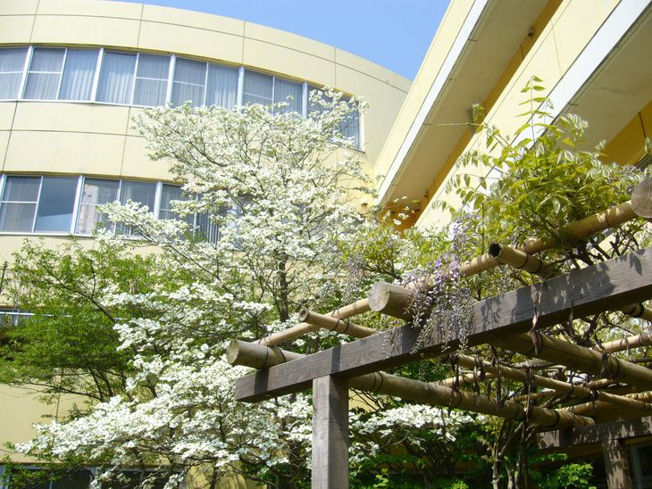白い花が咲く木と建物